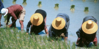 rice filed farmers