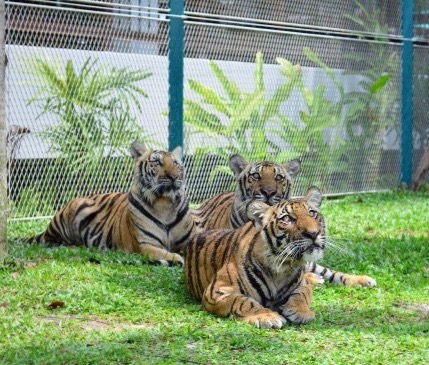 TRAFIC: Le tigre, cet animal dépeçé par les mafias