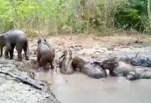 éléphants Thaïlande