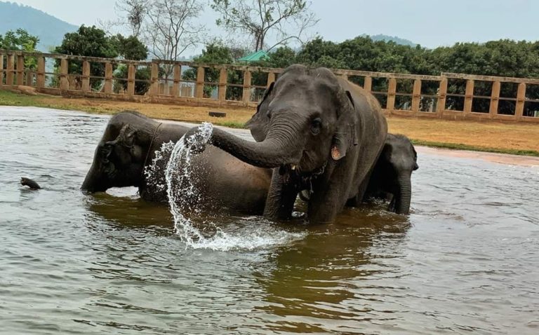 THAÏLANDE – CHIANG MAI : Le Covid affame les éléphants de Chiang Mai