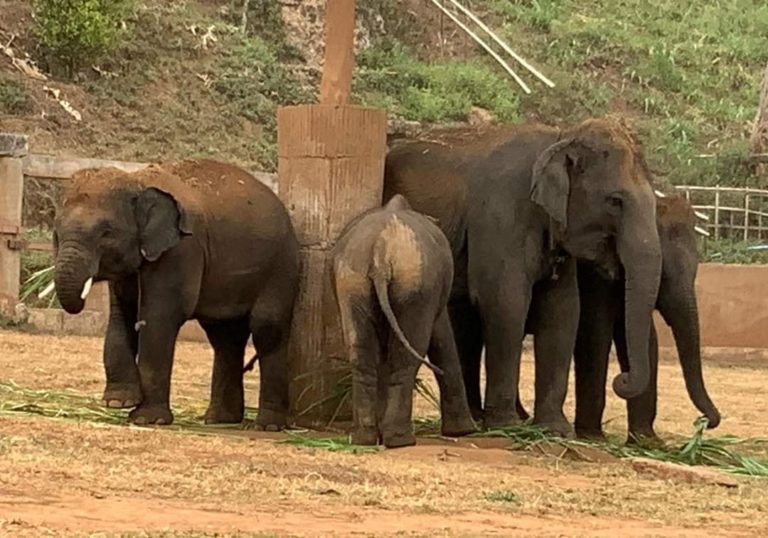 THAÏLANDE – TOURISME : Lek, l’ange-gardien des éléphants