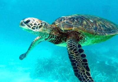 THAÏLANDE – ENVIRONNEMENT: Les fonds marins thaïlandais disent merci au Covid 19