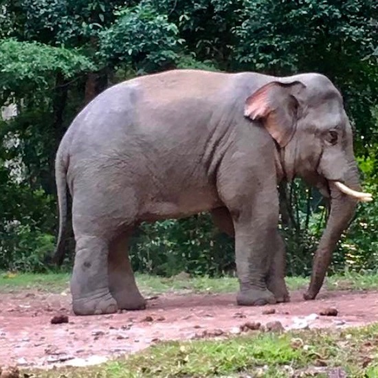 THAÏLANDE – ÉLÉPHANTS: Khao Yai, nouveau royaume des pachydermes libres