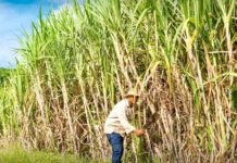 cane à sucre Thaïlande