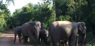 éléphants sauvages Chanthaburi