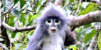 Langur de Popa