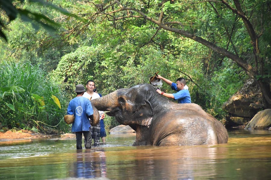 éléphants Thaïlande