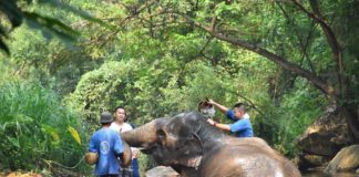 camp de Maesa éléphants Thaïlande