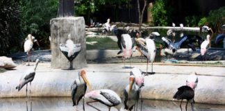 Dusit zoo Bangkok