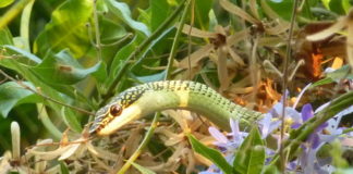 Serpent ratier vert à queue rouge