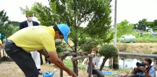 Planter arbres Bangkok