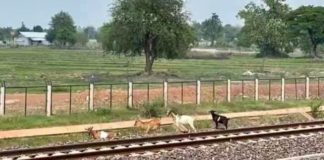 Laos Chine train animaux