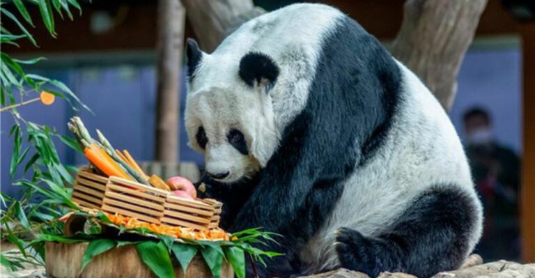 THAÏLANDE – ZOO : Le zoo de Chiang Mai fait ses adieux au panda géant Lin Hui