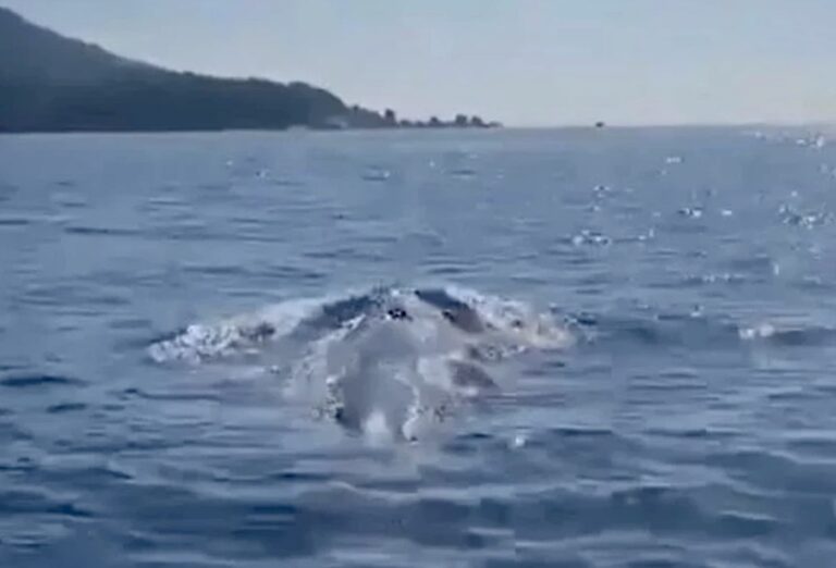 THAÏLANDE – TOURISME : Phang Nga à l’heure des orques-baleines !