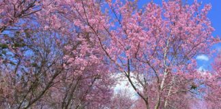 Thai sakura fleurs