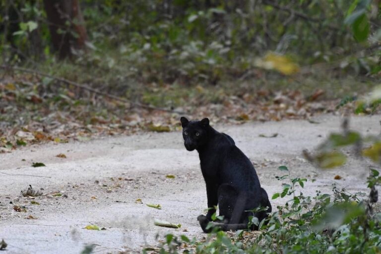 THAÏLANDE – NATURE : Une panthère noire observée dans le parc national de Kaeng Krachan