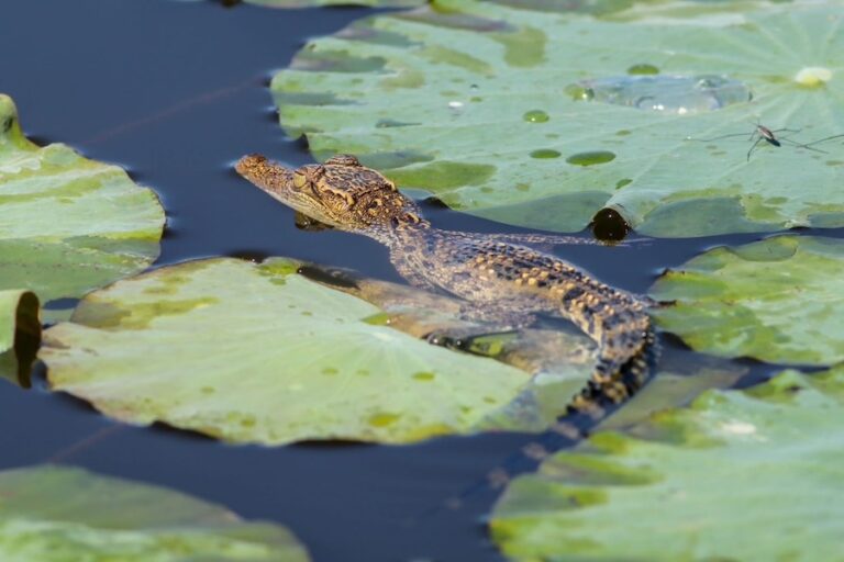 THAÏLANDE – NATURE : Éclosion de bébés crocodiles à Bueng Boraphet !