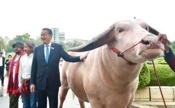 buffle albinos Thaïlande