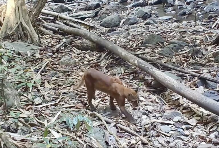 THAÏLANDE – NATURE : Un chat de Temminck découvert dans le parc national de Khao Sok !