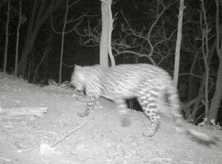 THAÏLANDE – NATURE : Un léopard découvert dans le parc national de Salween !