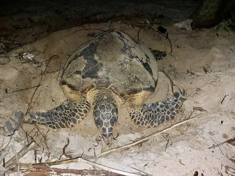 THAÏLANDE – NATURE : La tortue imbriquée “Mae Phriang” pond ses premiers œufs de l’année