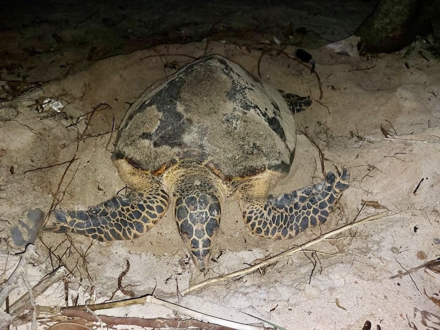 tortue imbriquée Thailande