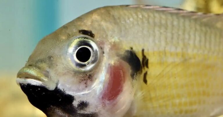 BANGKOK – SOCIÉTÉ : Le tilapia, une espèce de poisson qui envahit le fleuve Chao Praya