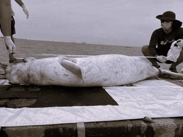 THAÏLANDE – NATURE : Mort d’un dugong dans les eaux de Satun