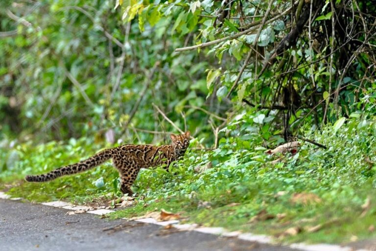 THAÏLANDE – NATURE : Un chat marbré aperçu au parc national de Kaeng Krachan