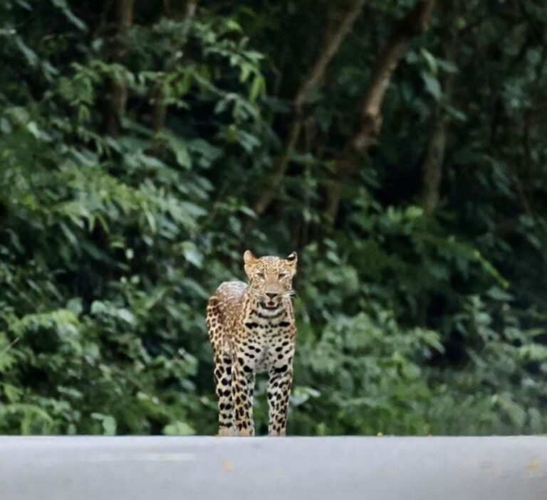 THAÏLANDE – NATURE : Un léopard aperçu à Kaeng Krachan