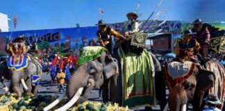 Festival des éléphants à Surin