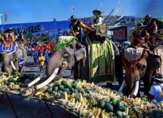 Festival des éléphants à Surin