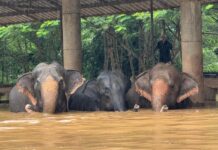 éléphants Chiang Mai inondations