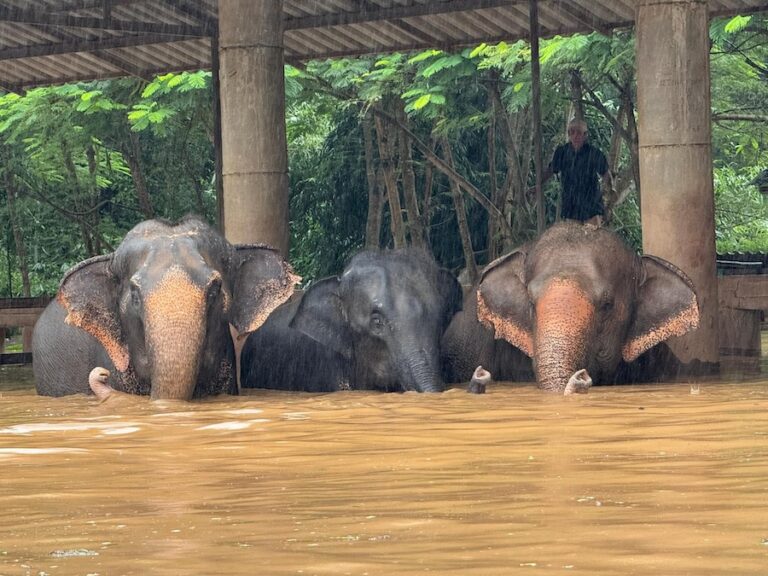 THAÏLANDE – SOCIÉTÉ : Le Parc des Éléphants de Chiang Mai face à une catastrophe naturelle