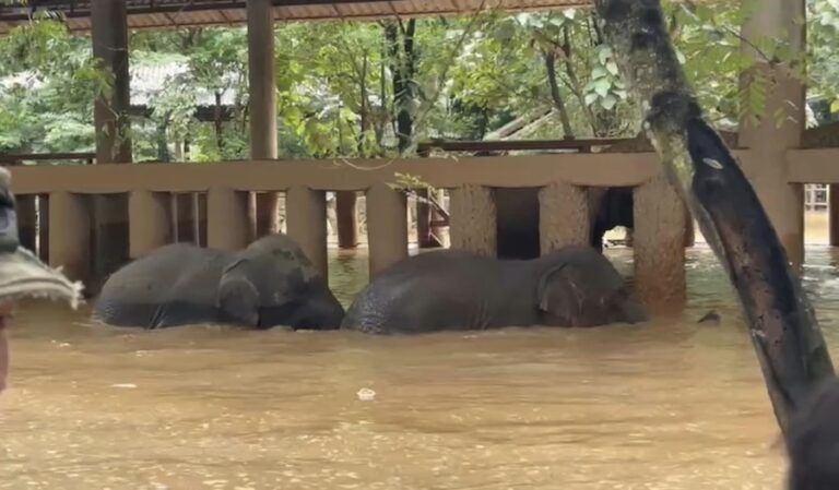 THAÏLANDE – INONDATION : Le drame des éléphants de l’Elephant Nature Park