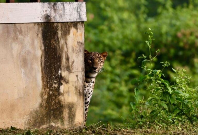 THAÏLANDE – NATURE : A Kaeng Krachan, un léopard se promène près de l’héliport