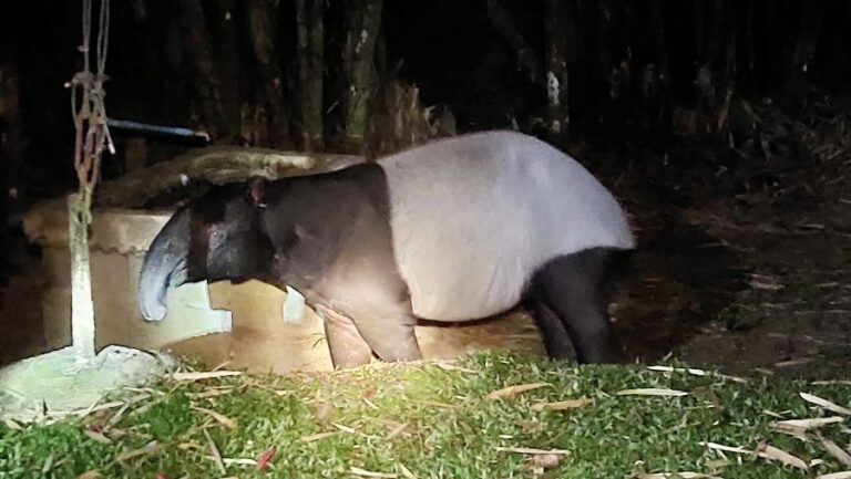 THAÏLANDE – NATURE : Un tapir vole la vedette à Phanoen Thung